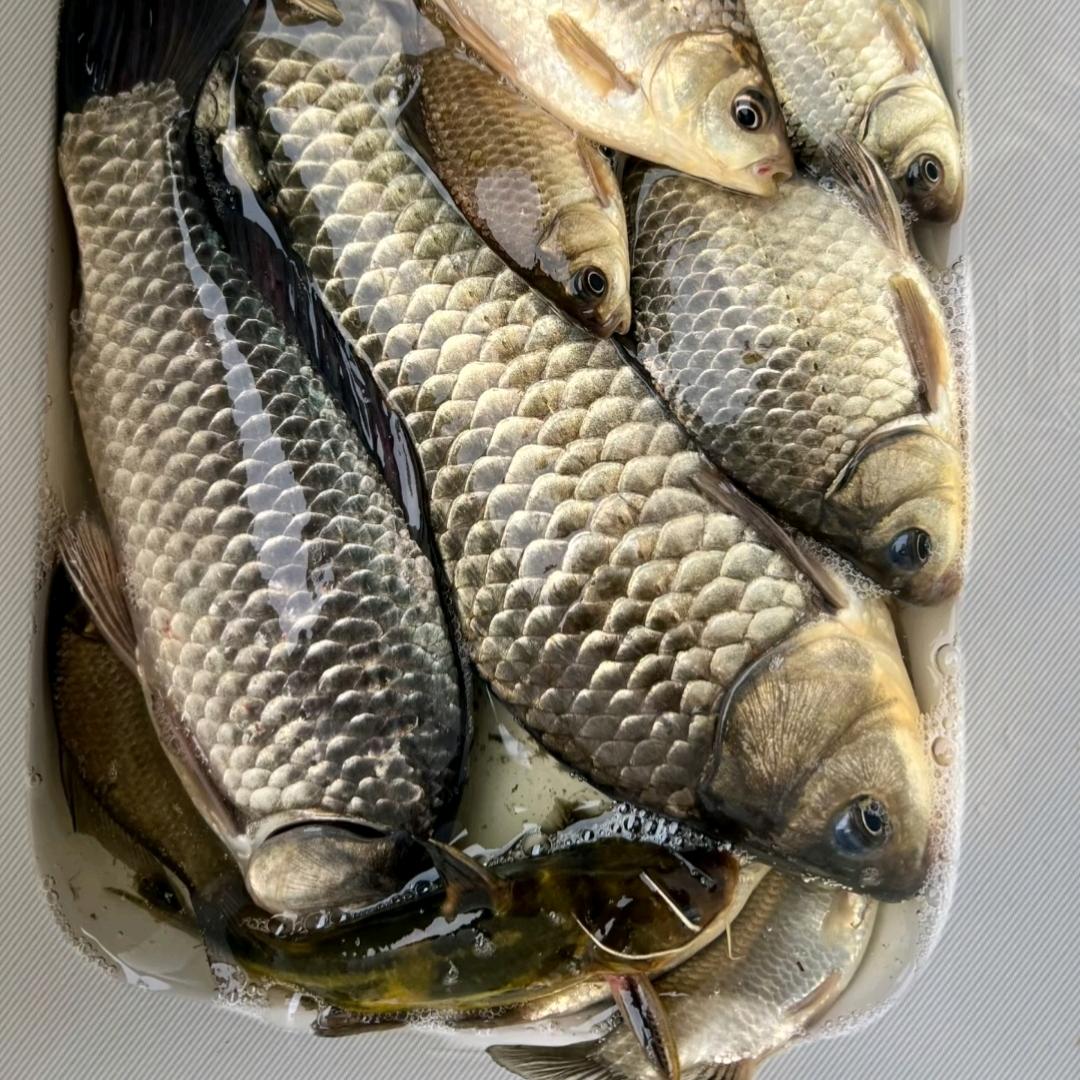 老张钓友圈--南阳