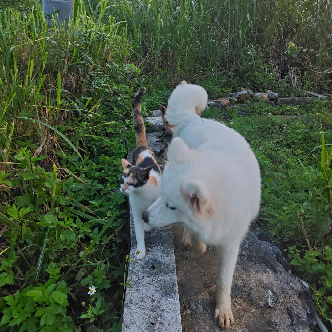 ⑨km家庭@毛孩子