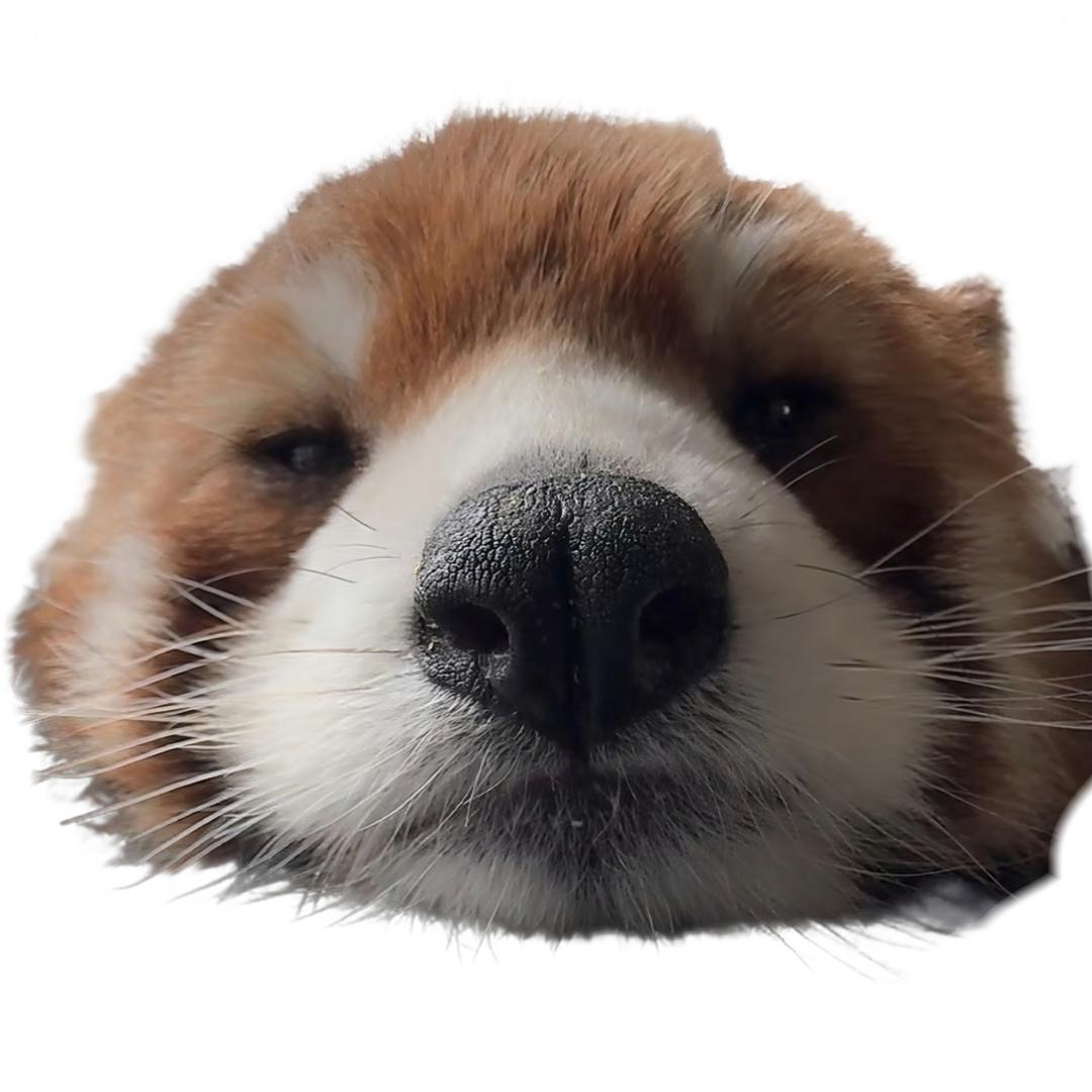 全景视界