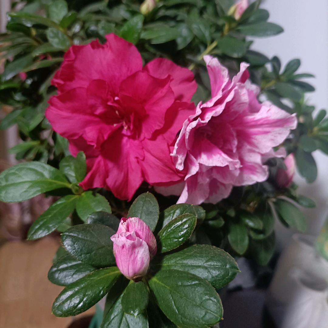 好心情🍒