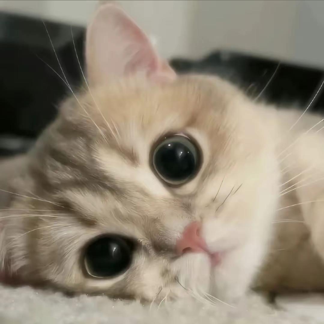 猫猫想要偏爱