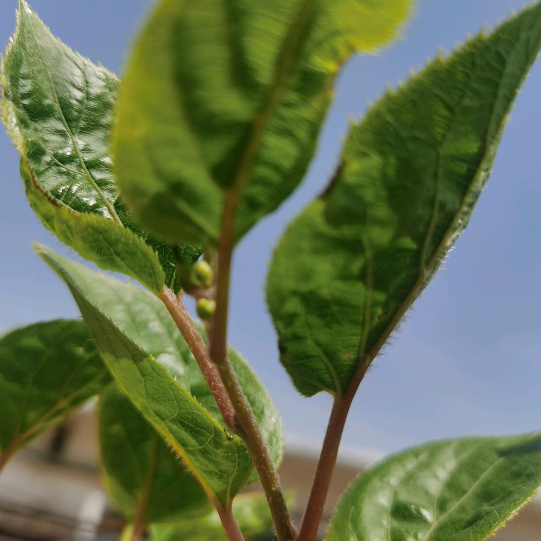虎龙缘