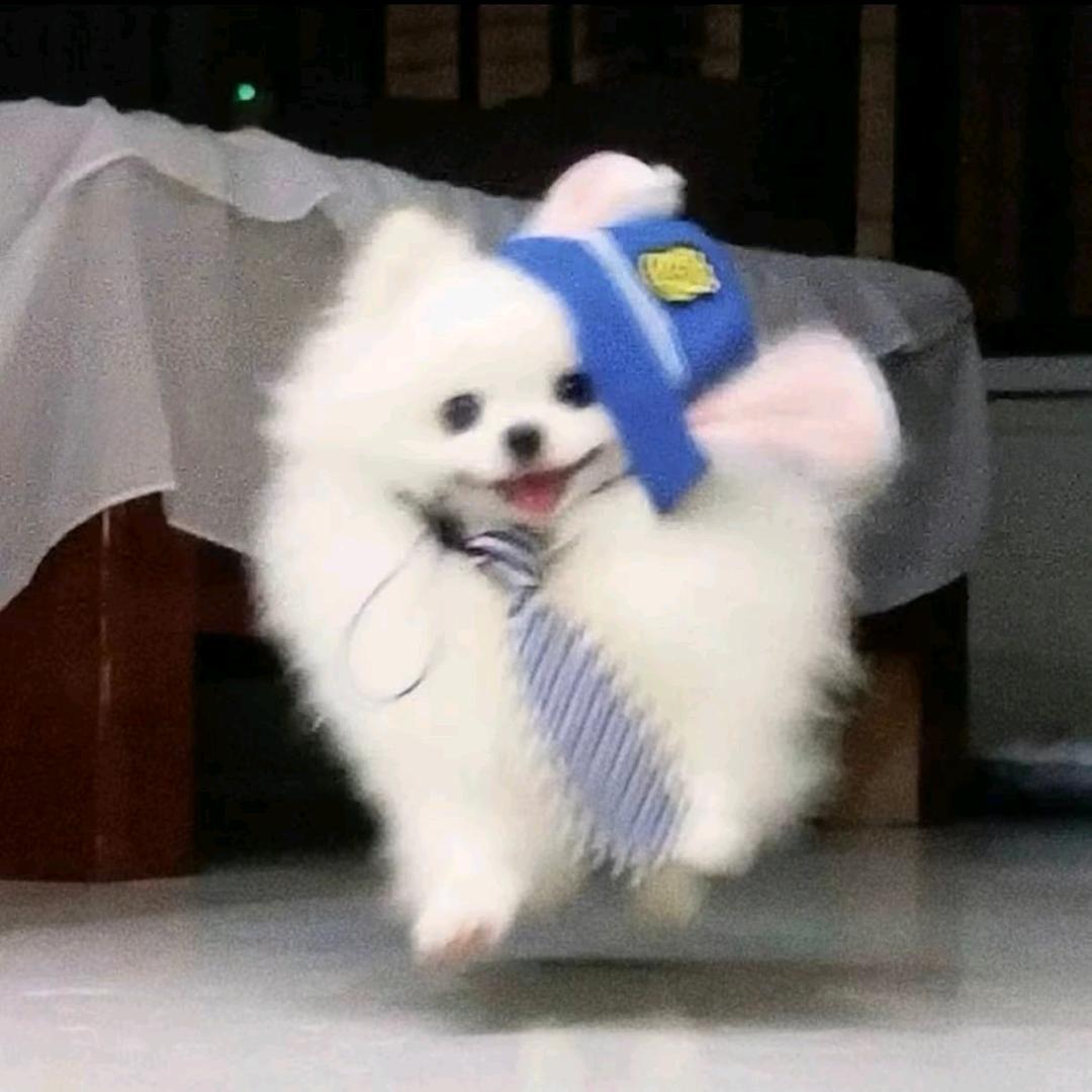 猫薄荷鲨手