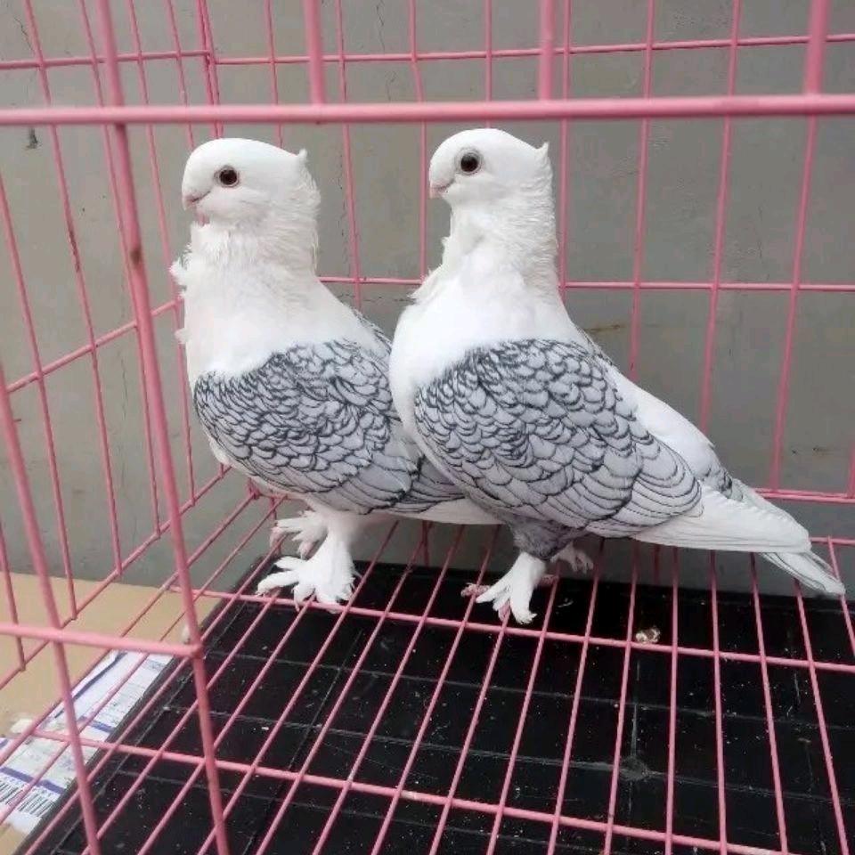 蓝谷萍（卖土鸡）𓃰