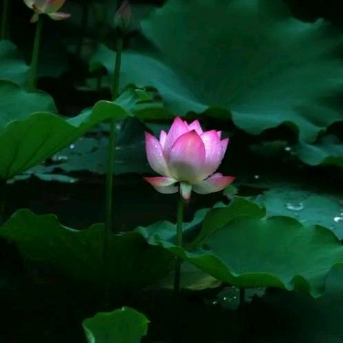 雨荷🌷