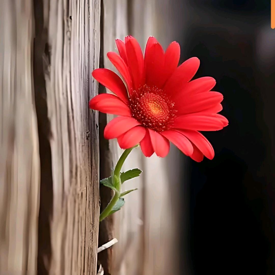 拈花*手工