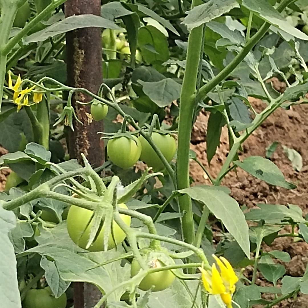 青草地