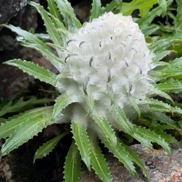 珠珠百货