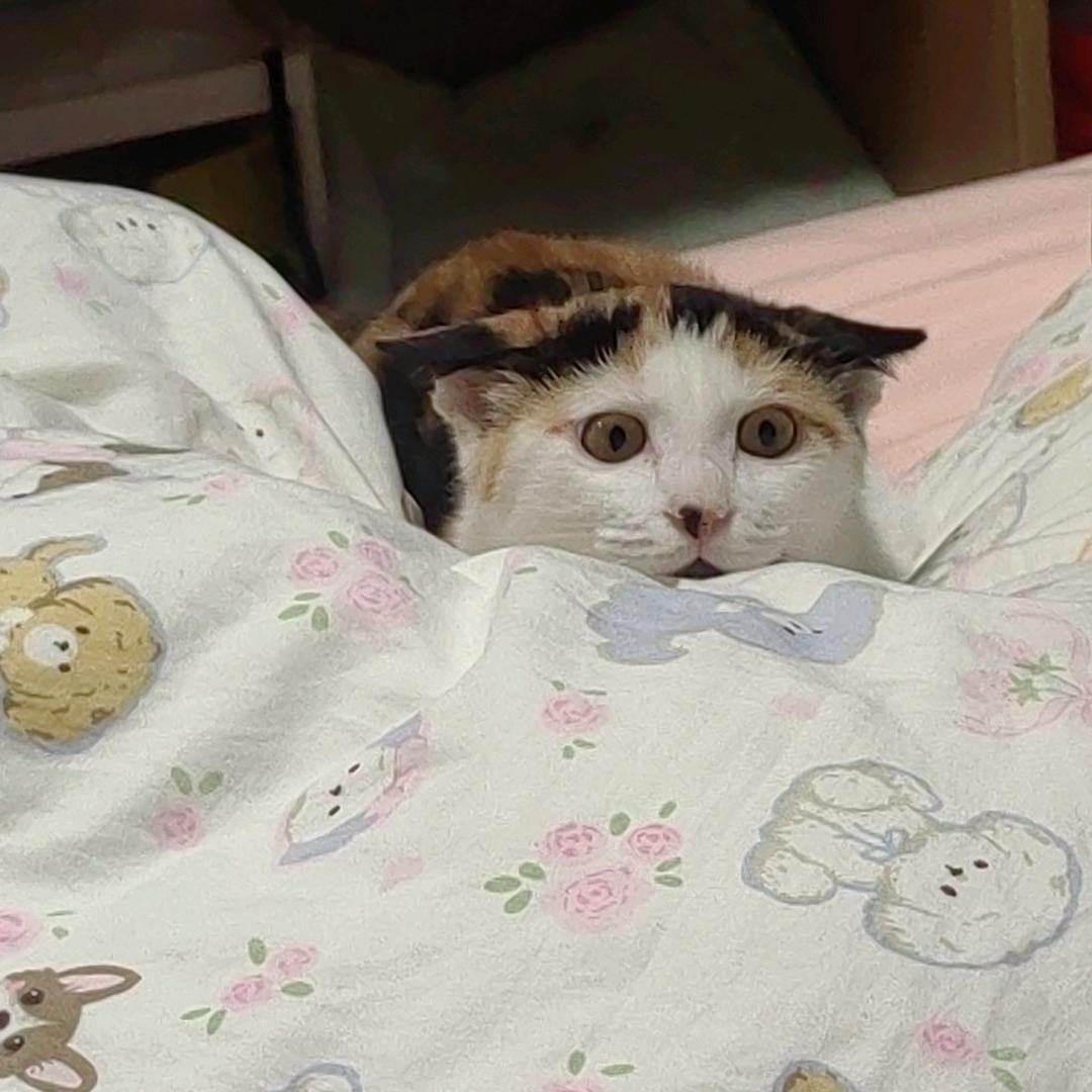 八月