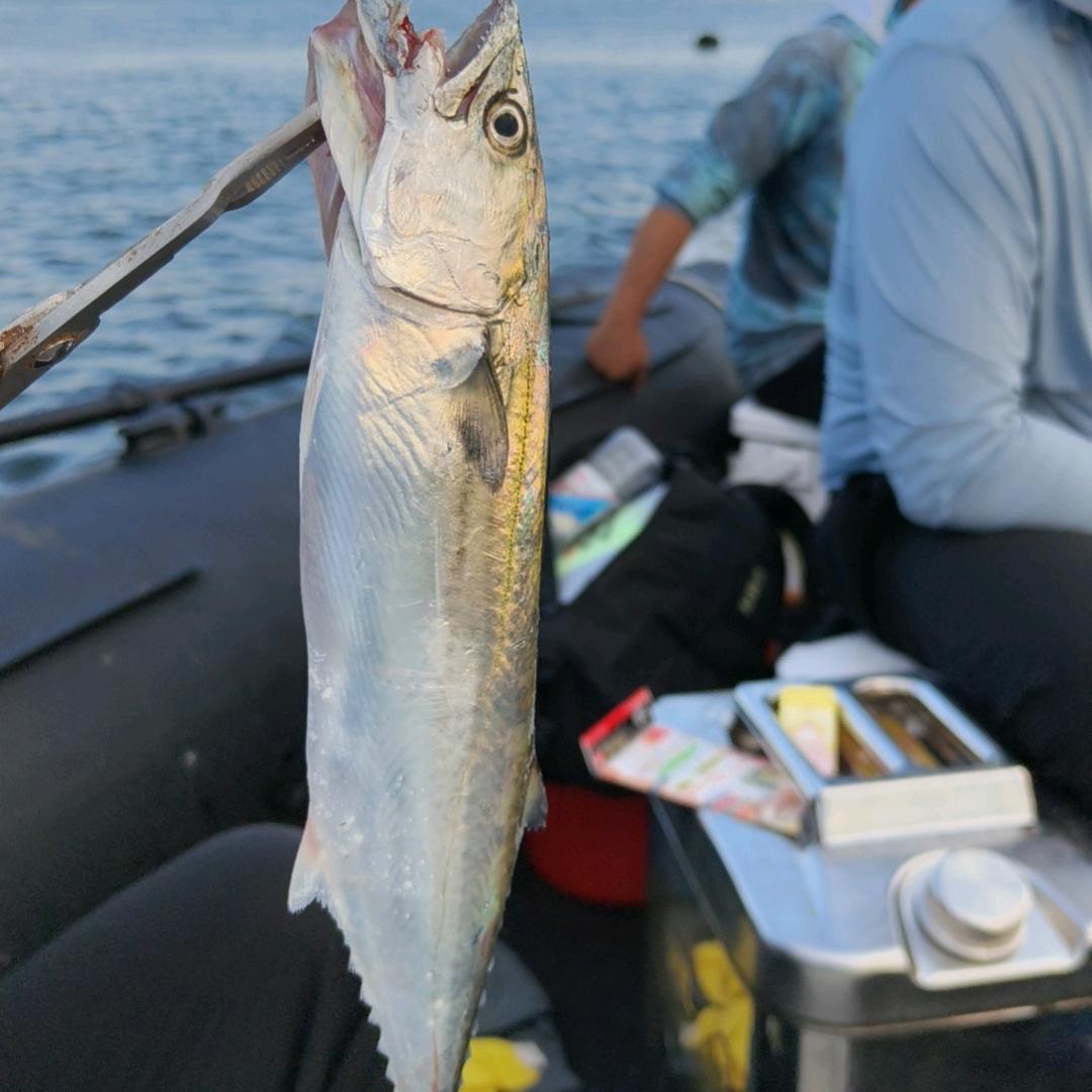 甘井子北府锦合轻翼店