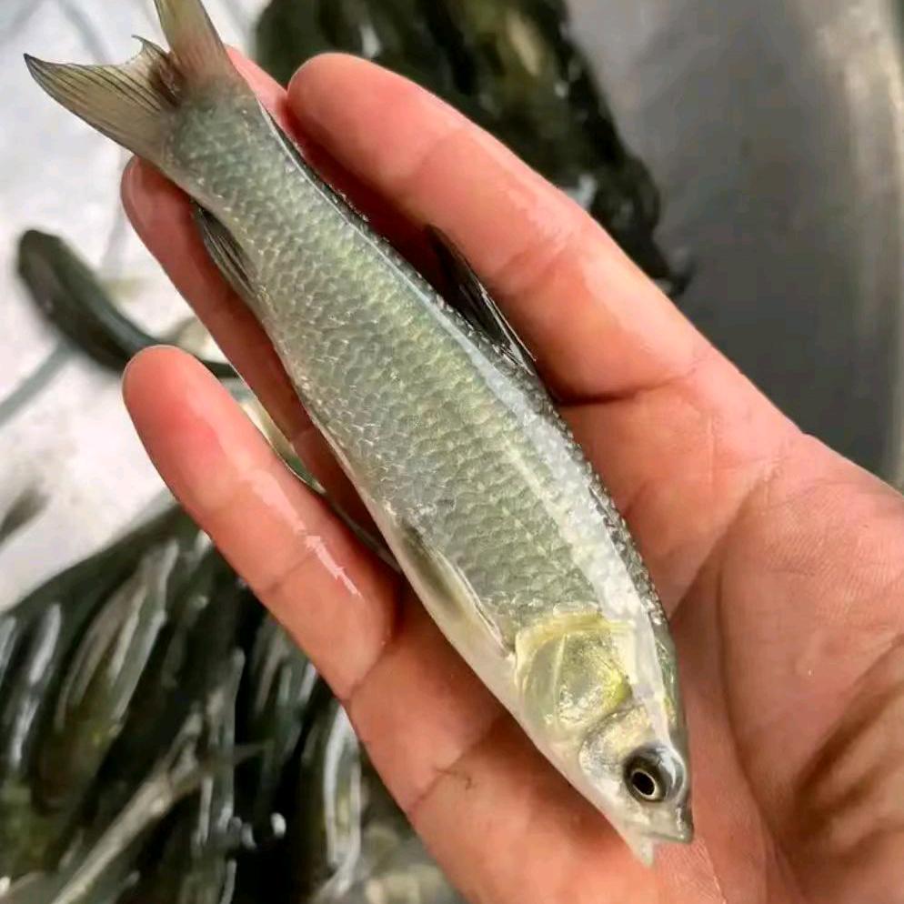 多多鱼苗