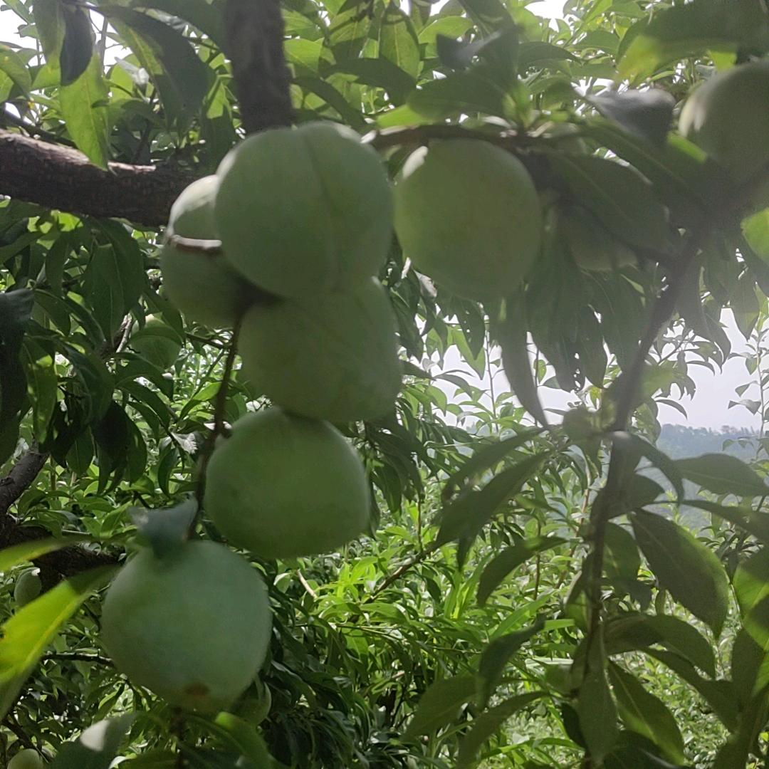丁一鲜家庭农场