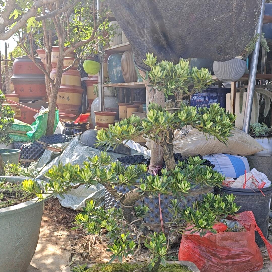 生机湾花盆多肉大世界（高级园艺师）
