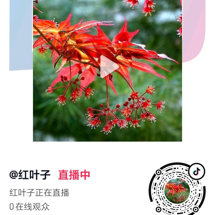 红叶子