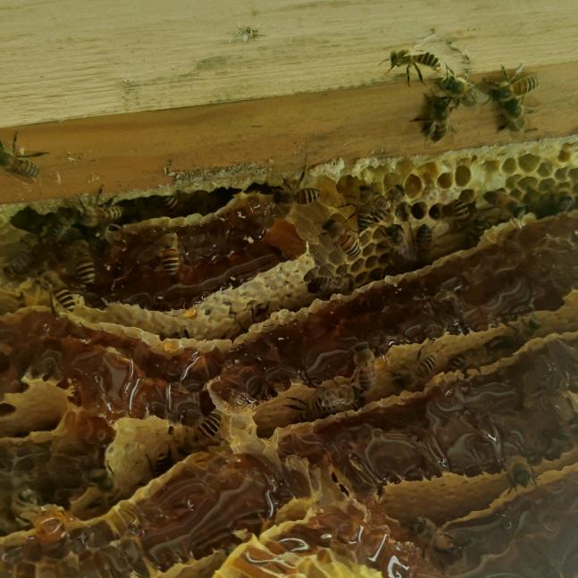 城口土蜂哥技术分享