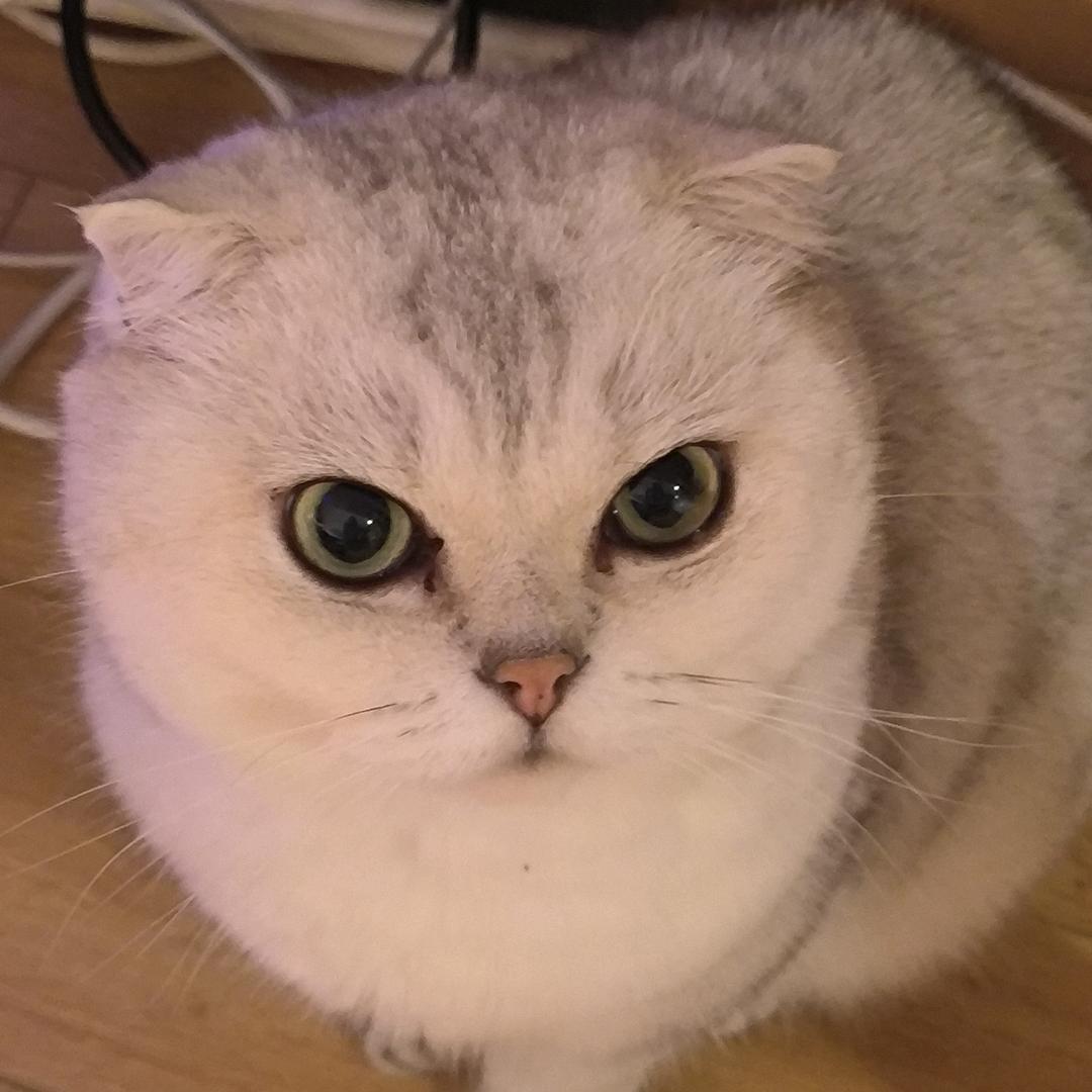 兔牙