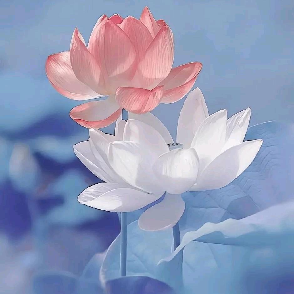 落叶清俗