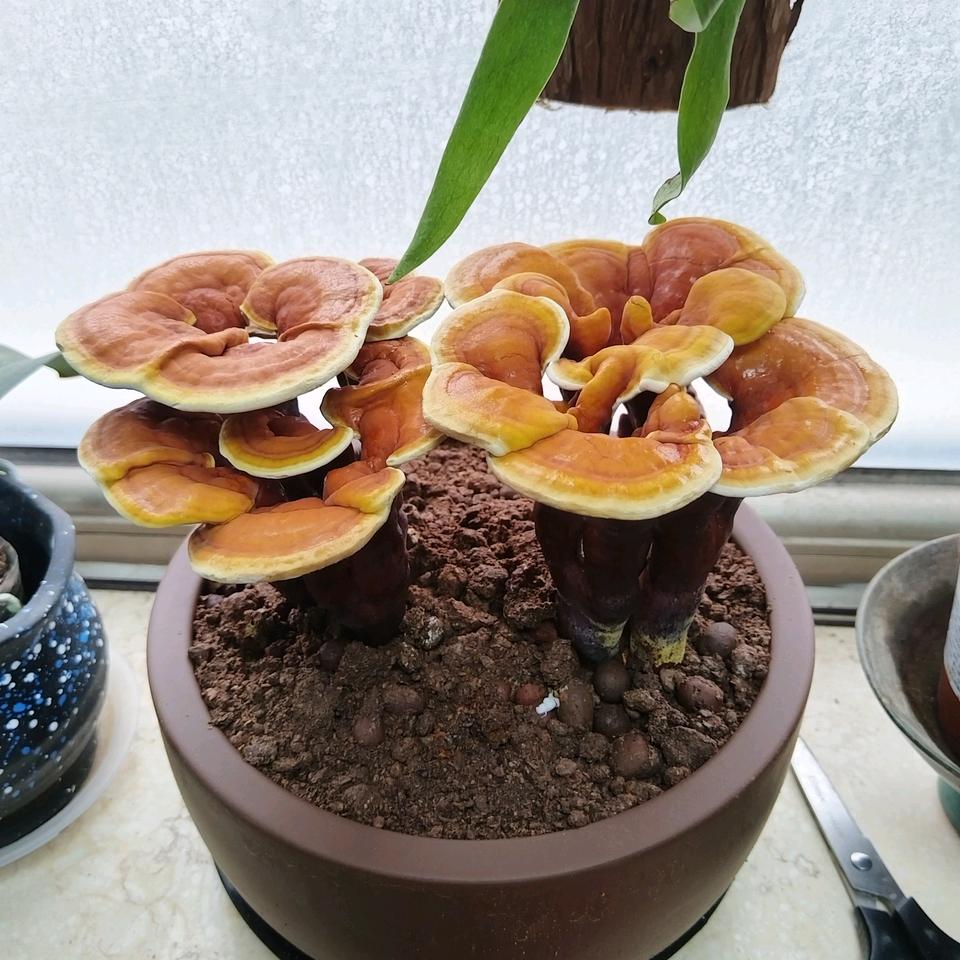 优芝美盆景