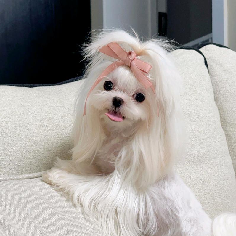 乐乐家马尔济斯