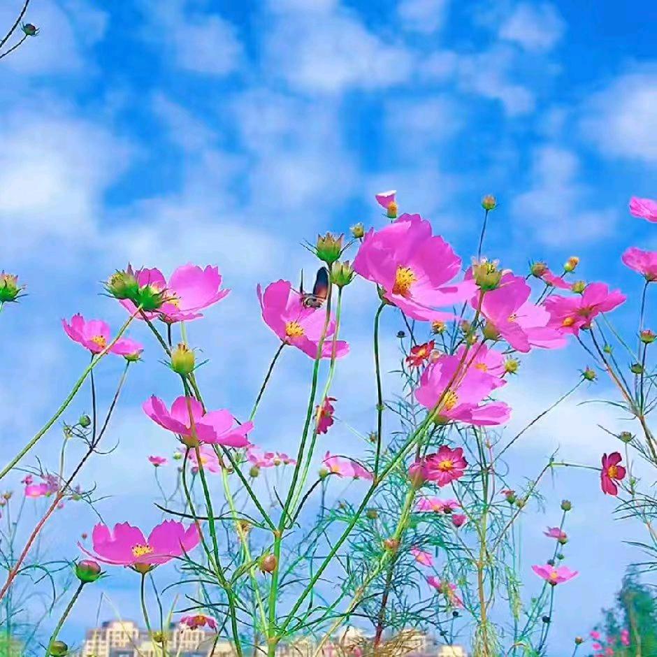 语奶奶☘️☘️