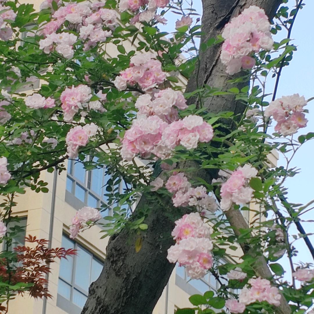米兰11