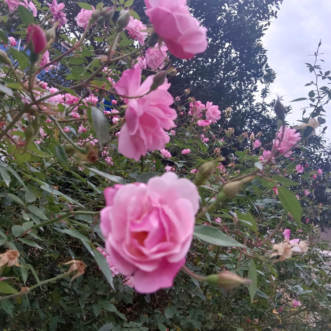 美丽的鲜花