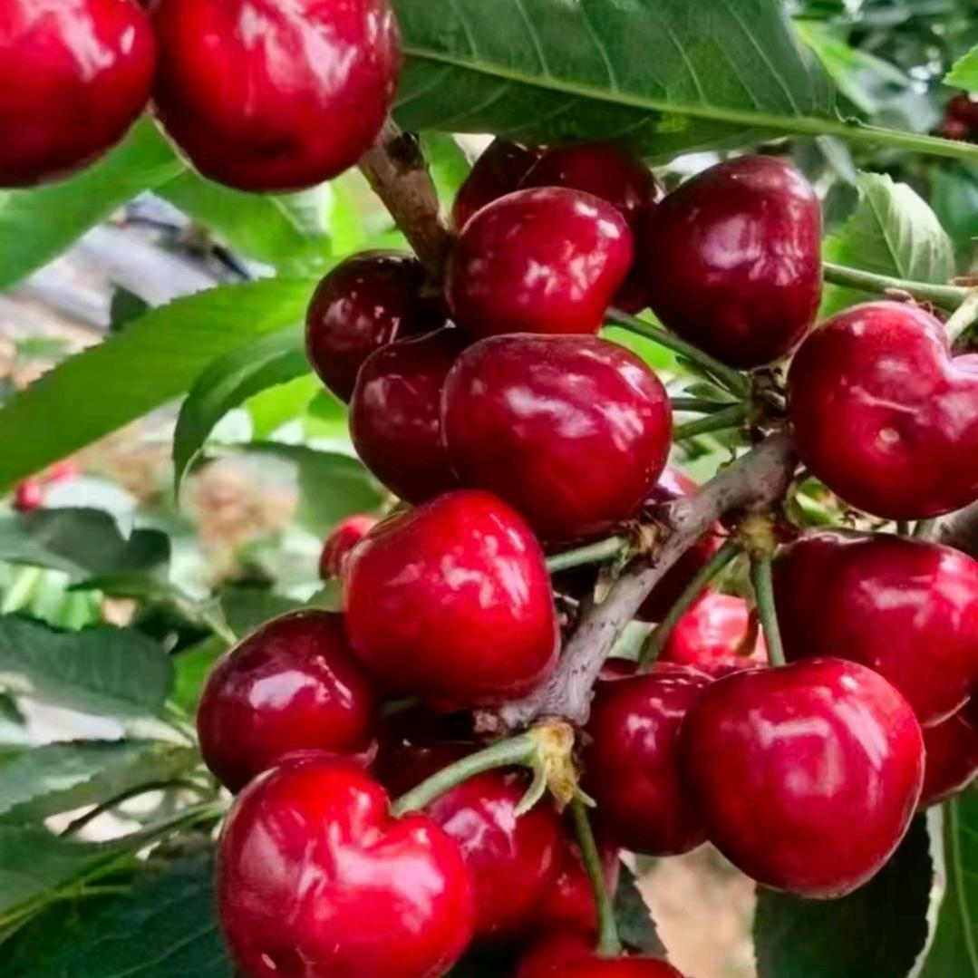 🍒樱桃胖嫂666🌺🍎