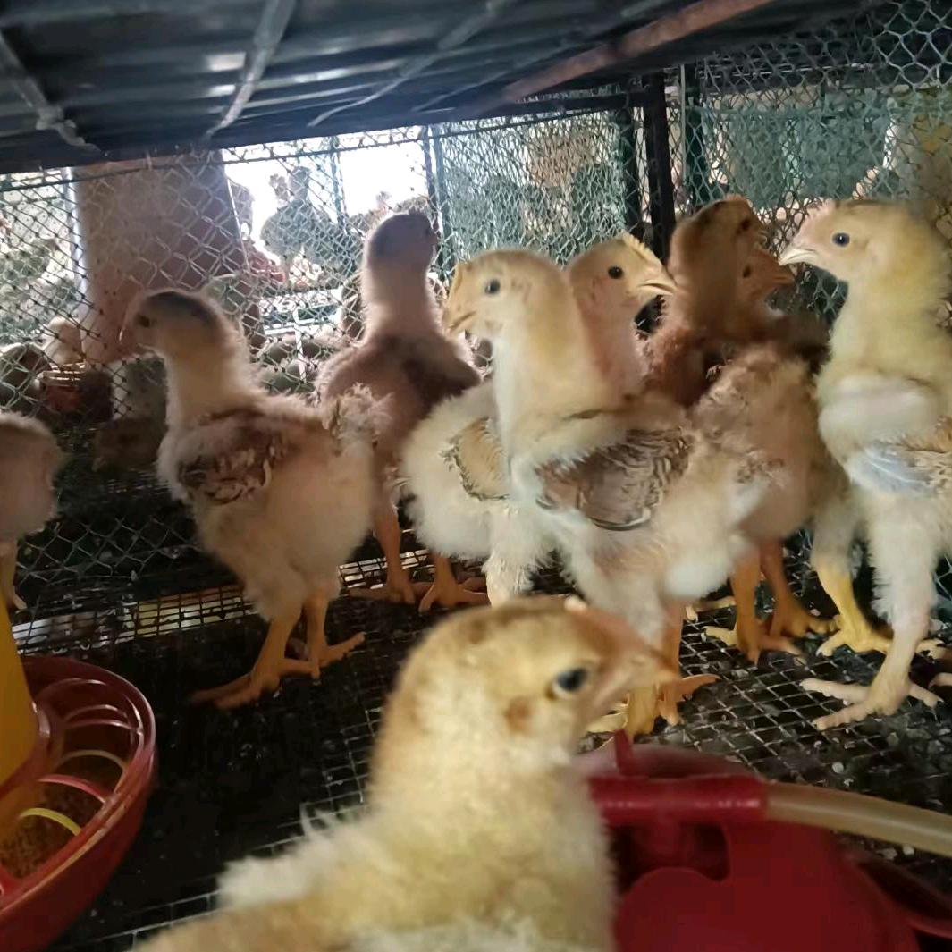 李清明禽业批发各种鸡鸭鹅苗