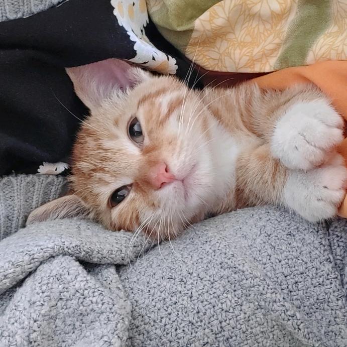 唐七七的喵星日志