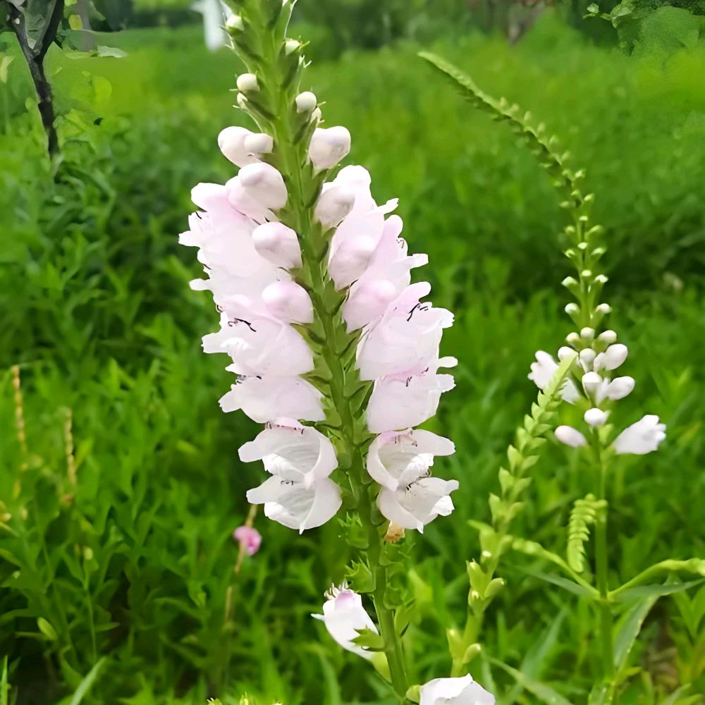 雅芳悦读