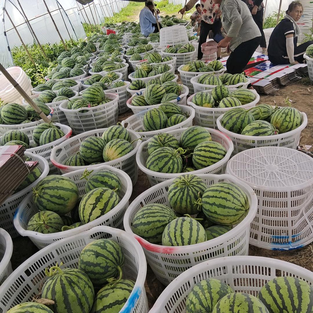 老五，