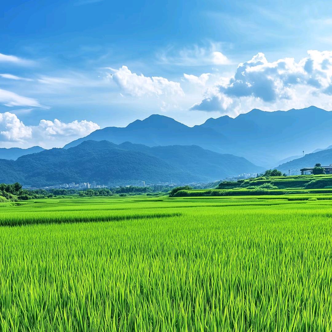 小周的一亩三分地