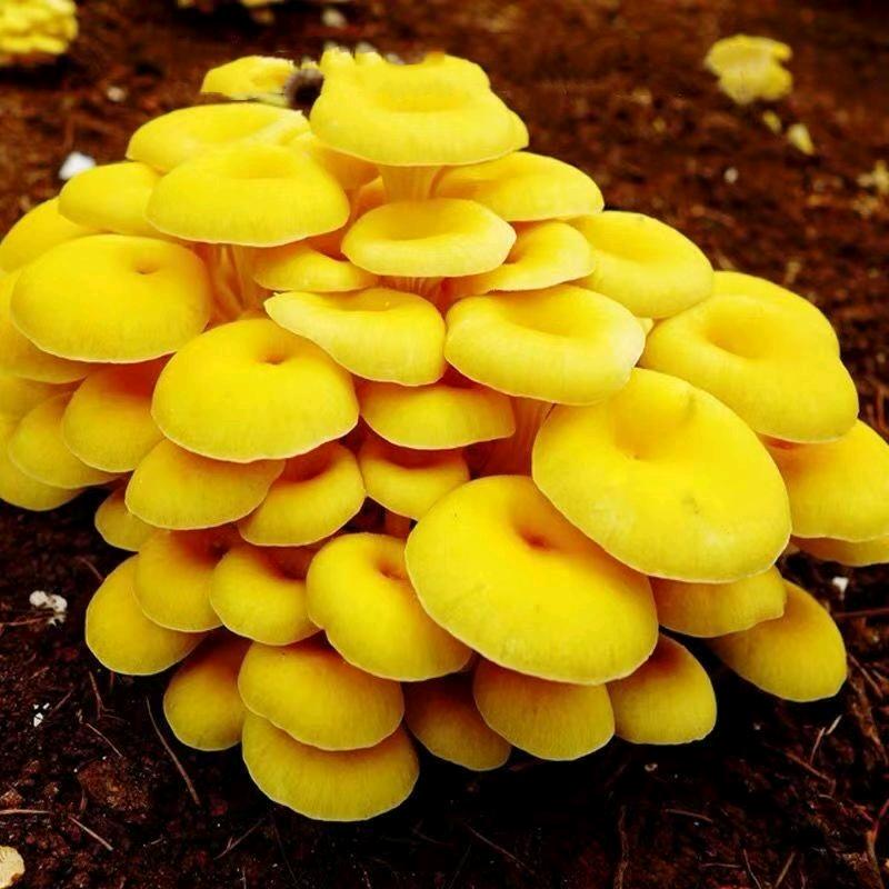 大利恒黄金菇