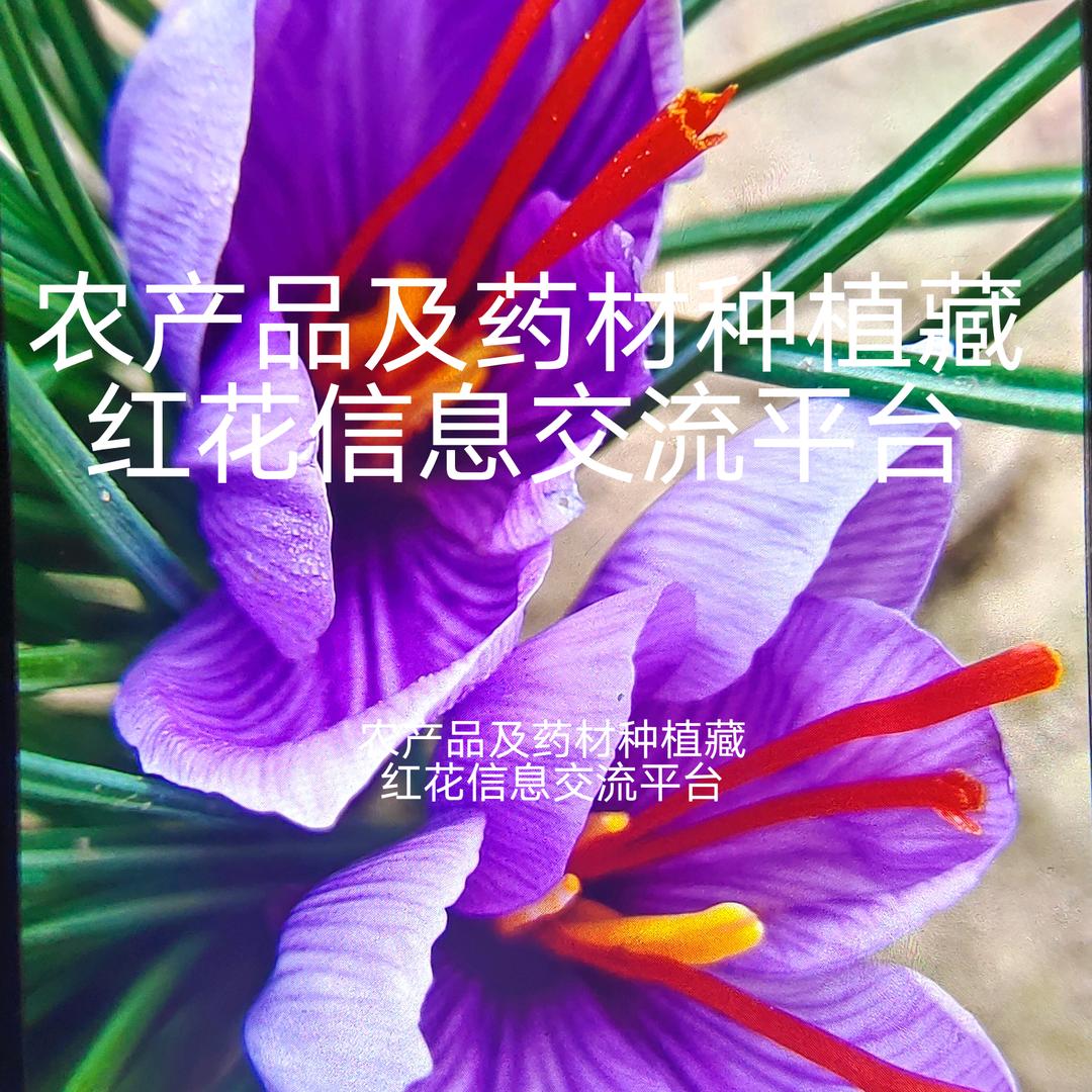 寻虫识草，西红花