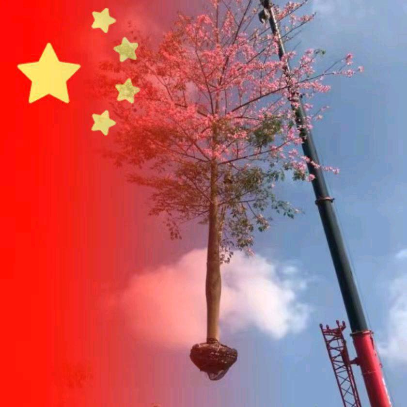 青岛各种绿化苗专供