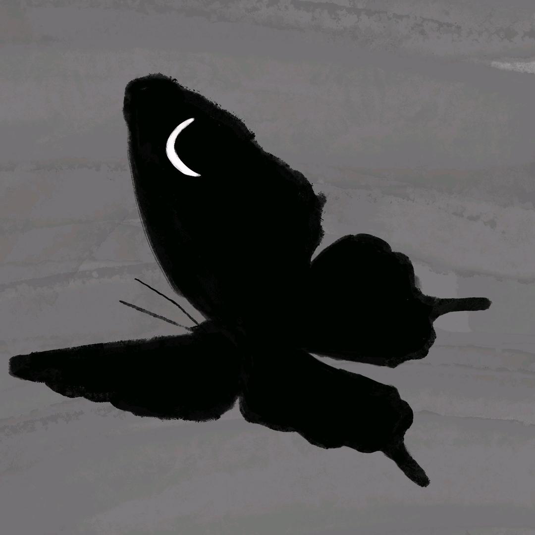🦋ㅤ