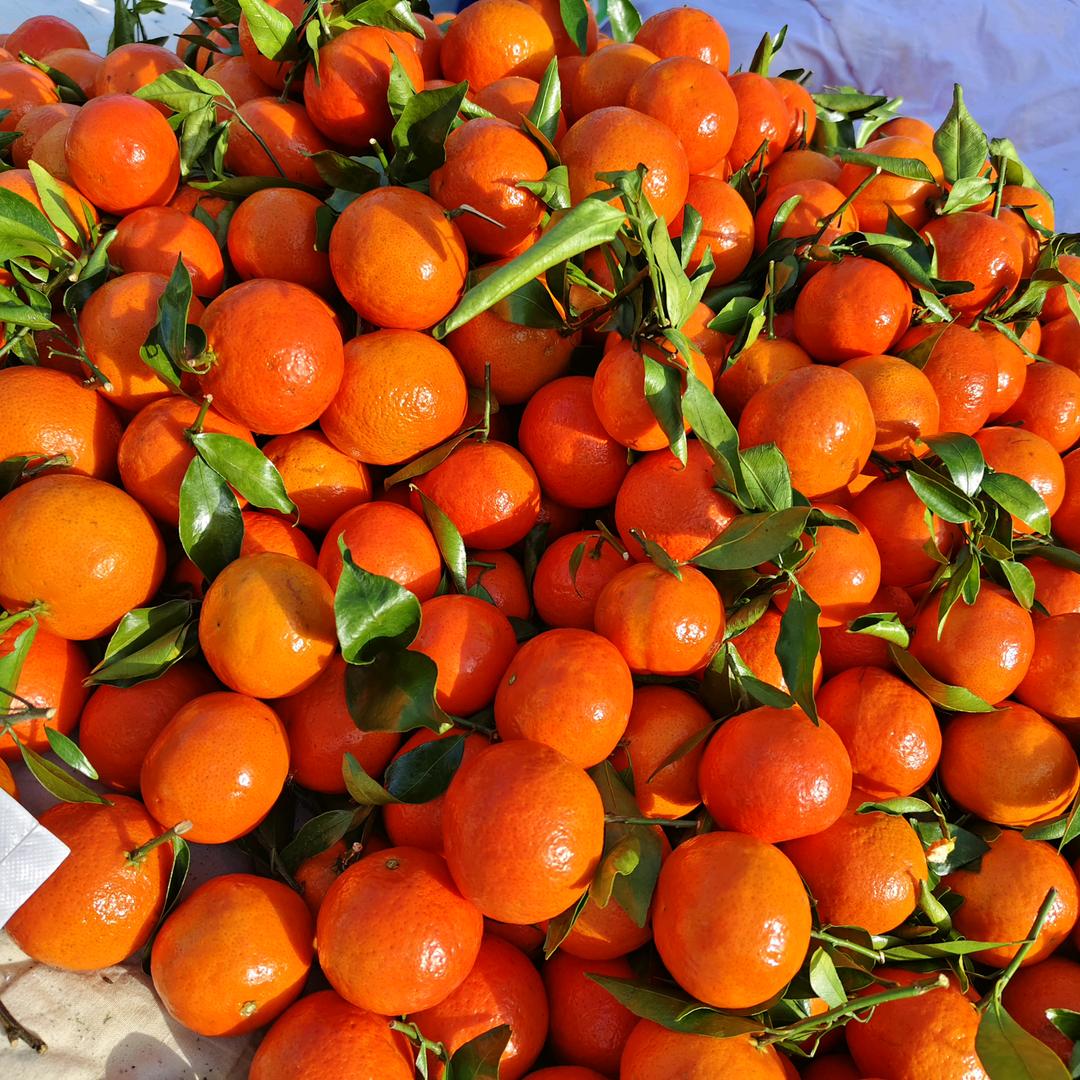 ꧁꫞꯭🌈 果蔬小范🦋꫞꧂