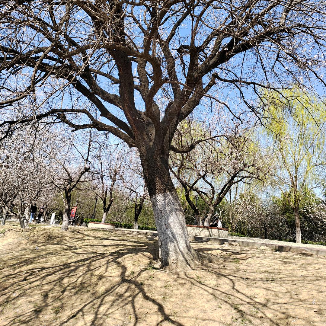 爱诺宝