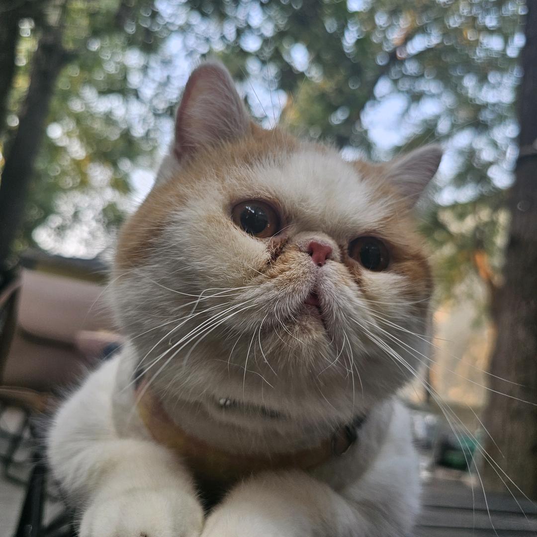 糖总的宠儿乐源