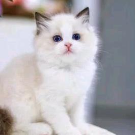 喵了个咪（二号）