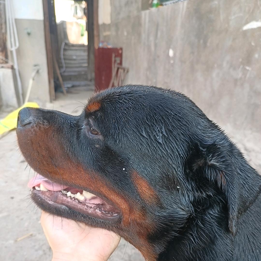 华少（罗威纳，五黑犬，黄狗白面）