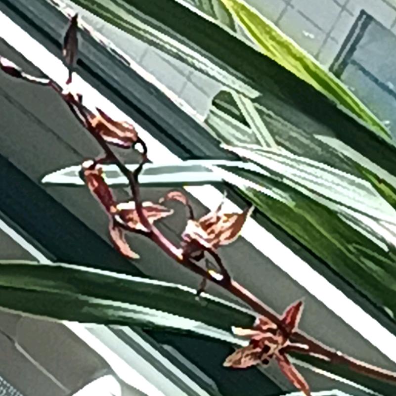 乐丽
