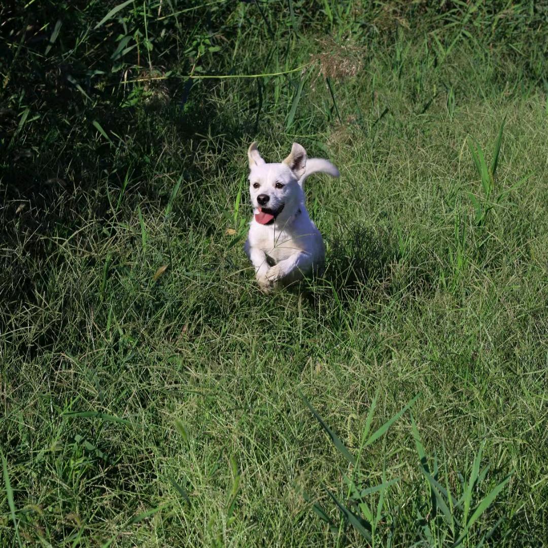 我只是想被各位打死