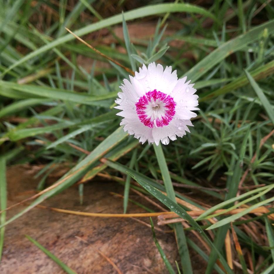 莹