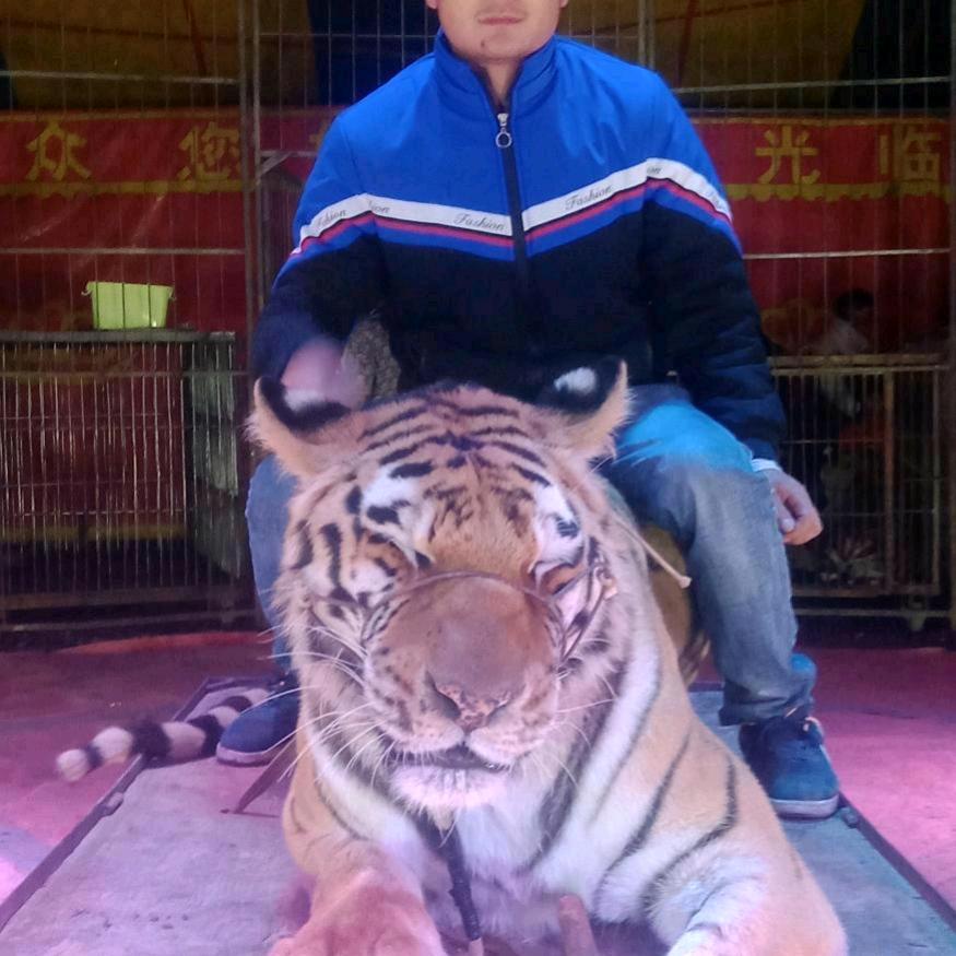 龙的传人