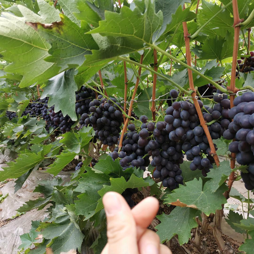 种🍇葡萄🍇的小马