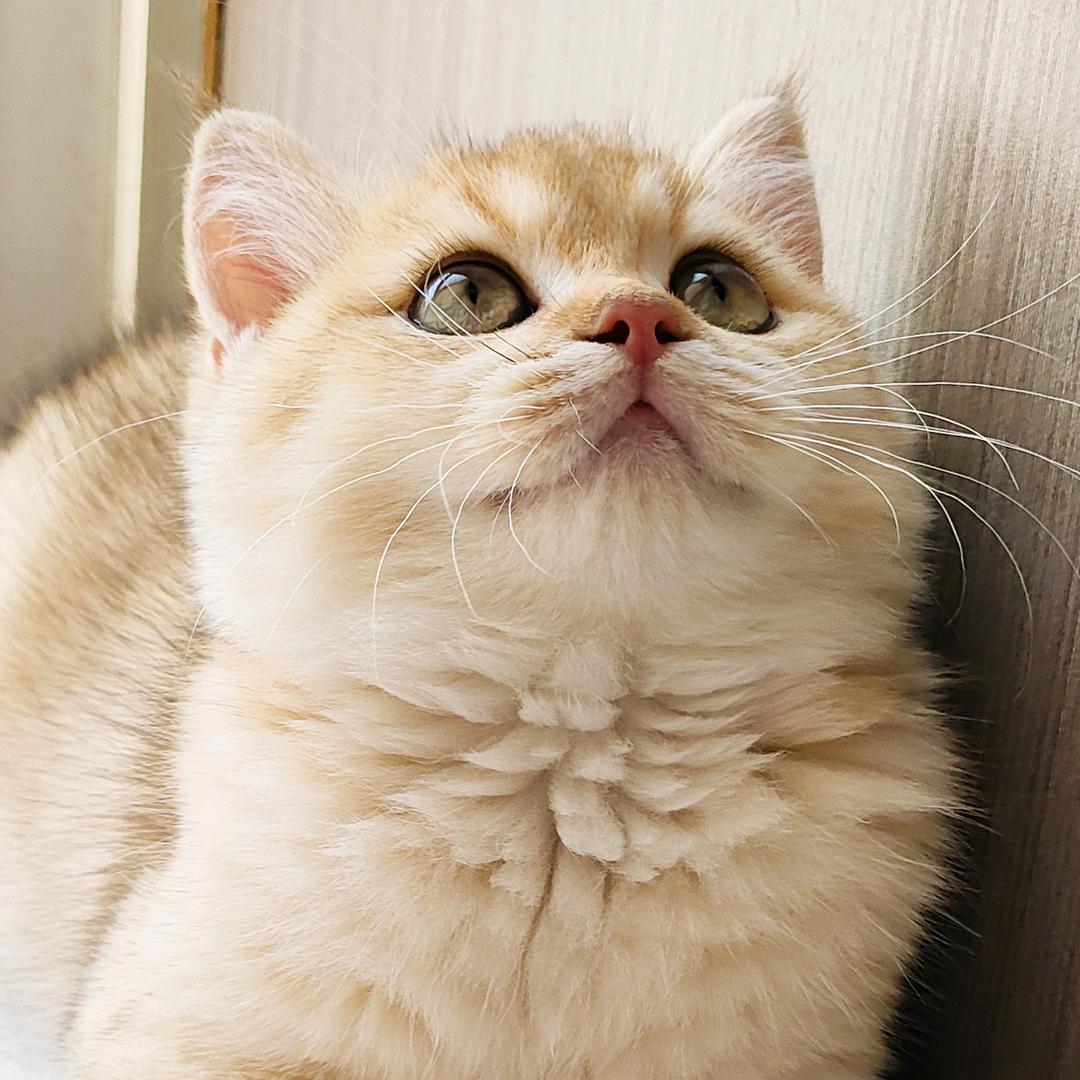 金条是只金渐层