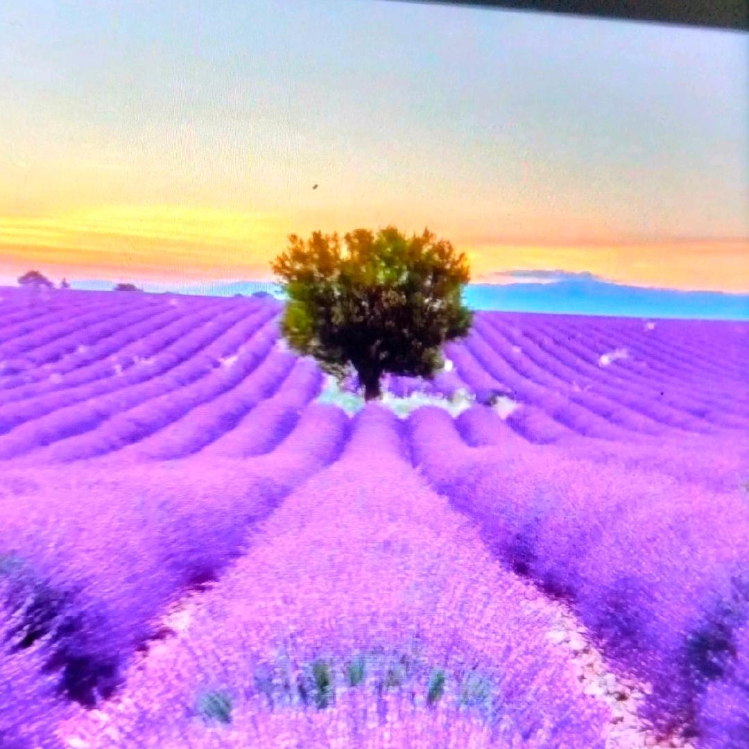 单身一个人 🌷🌷🌷🌷🌷🌷