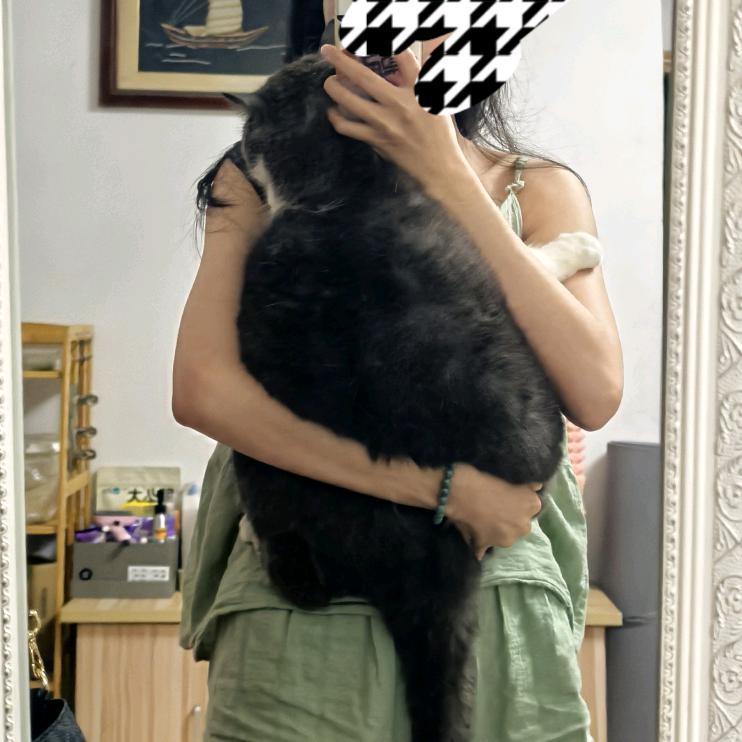 富贵是只蓝白猪🐱