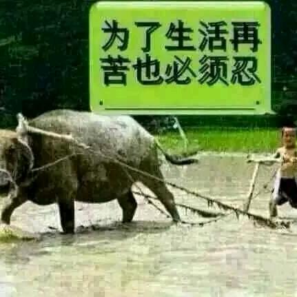 稻草
